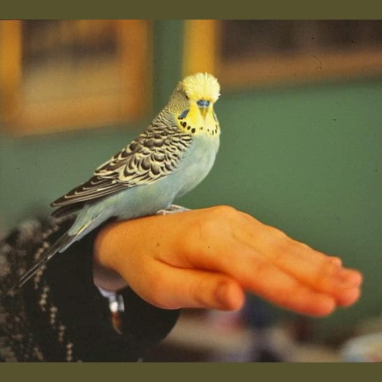 Light blue and yellow budgerigar parakeet perched on hand